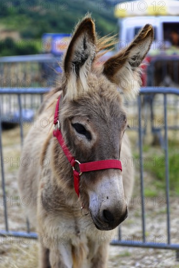 Donkey portrait with red halter, close to the fence, on a farm, Provence, Département Alpes-de-Haute-Provence, Region Provence-Alpes-Côte dAzur, South of France, France, Europe, No AI