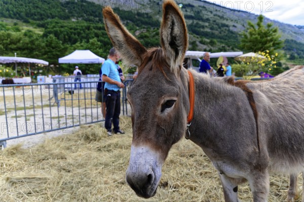 Donkey on a farm, surrounded by a rural landscape and visitors, Provence, Département Alpes-de-Haute-Provence, Region Provence-Alpes-Côte dAzur, South of France, France, Europe, No AI