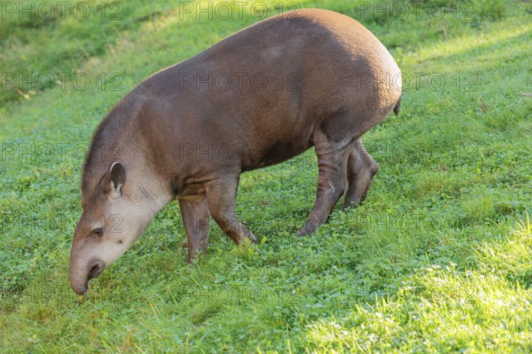 A South American tapir (Tapirus terrestris) runs across a green meadow, looking for food. Captive