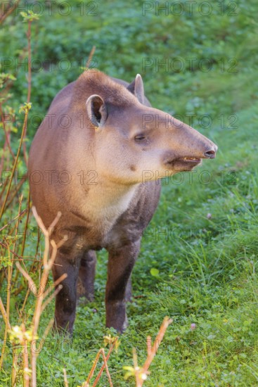 A South American tapir (Tapirus terrestris) runs through the undergrowth at the edge of the forest in search of food. Captive