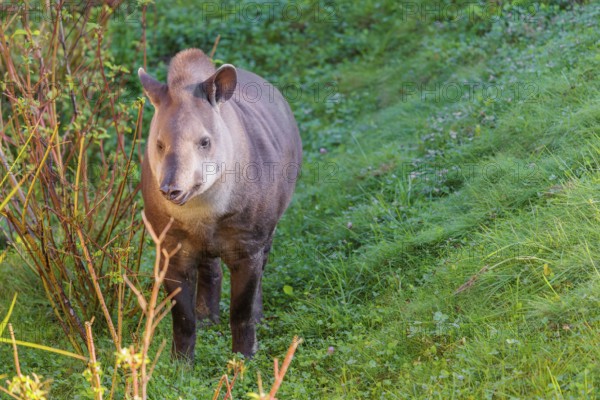 A South American tapir (Tapirus terrestris) runs through the undergrowth at the edge of the forest in search of food. Captive