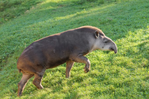 A South American tapir (Tapirus terrestris) runs across a green meadow, looking for food. Captive
