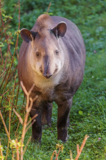 A South American tapir (Tapirus terrestris) runs through the undergrowth at the edge of the forest in search of food. Captive