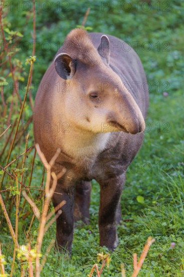 A South American tapir (Tapirus terrestris) runs through the undergrowth at the edge of the forest in search of food. Captive