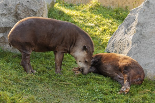 A male South American tapir (Tapirus terrestris) sniffs a female lying in a clearing. Captive