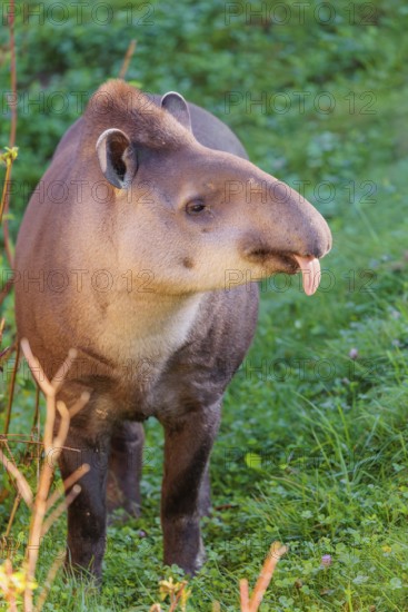 A South American tapir (Tapirus terrestris) runs through the undergrowth at the edge of the forest in search of food. Captive