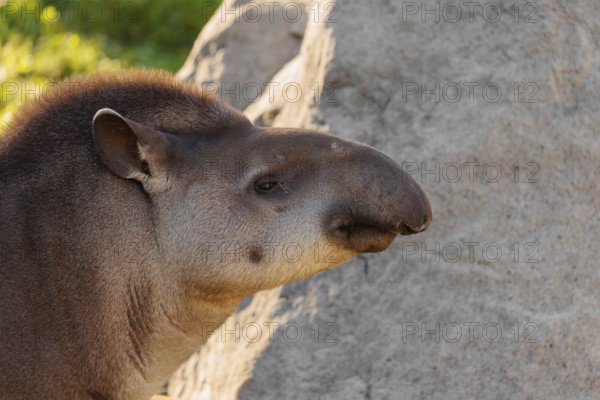 Portrait of a male South American tapir (Tapirus terrestris). Captive