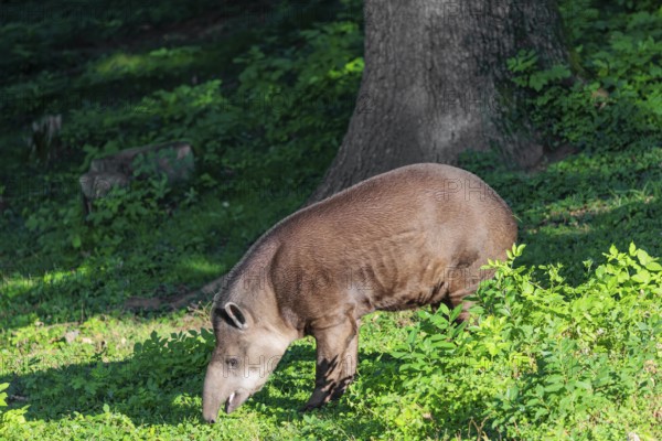A South American tapir (Tapirus terrestris) runs through the undergrowth at the edge of the forest in search of food. Captive