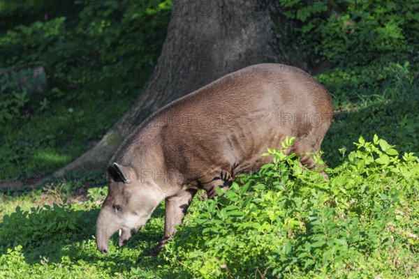 A South American tapir (Tapirus terrestris) runs through the undergrowth at the edge of the forest in search of food. Captive