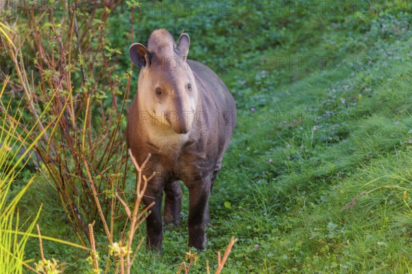A South American tapir (Tapirus terrestris) runs through the undergrowth at the edge of the forest in search of food. Captive