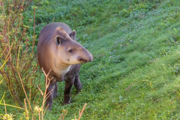 A South American tapir (Tapirus terrestris) runs through the undergrowth at the edge of the forest in search of food. Captive