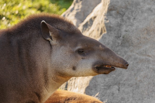 Portrait of a male South American tapir (Tapirus terrestris). Captive