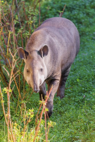 A South American tapir (Tapirus terrestris) runs through the undergrowth at the edge of the forest in search of food. Captive
