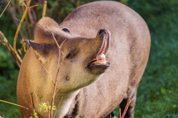 A male South American tapir (Tapirus terrestris) displays flehmen in a clearing. Captive