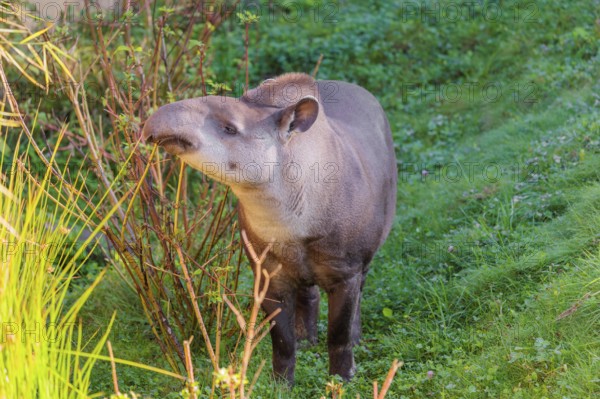 A South American tapir (Tapirus terrestris) runs through the undergrowth at the edge of the forest in search of food. Captive