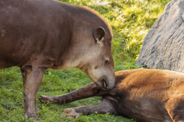 A male South American tapir (Tapirus terrestris) sniffs a female lying in a clearing. Captive