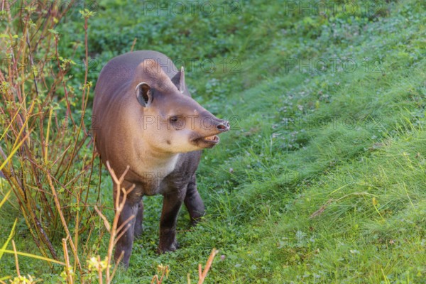 A South American tapir (Tapirus terrestris) runs through the undergrowth at the edge of the forest in search of food. Captive