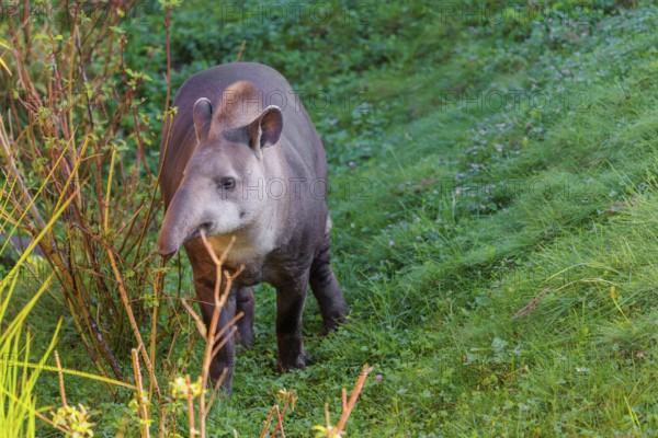 A South American tapir (Tapirus terrestris) runs through the undergrowth at the edge of the forest in search of food. Captive