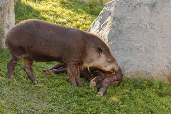 A male South American tapir (Tapirus terrestris) sniffs a female lying in a clearing. Captive