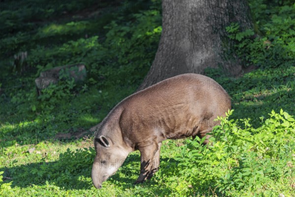A South American tapir (Tapirus terrestris) runs through the undergrowth at the edge of the forest in search of food. Captive
