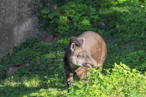 A South American tapir (Tapirus terrestris) runs through the undergrowth at the edge of the forest in search of food. Captive