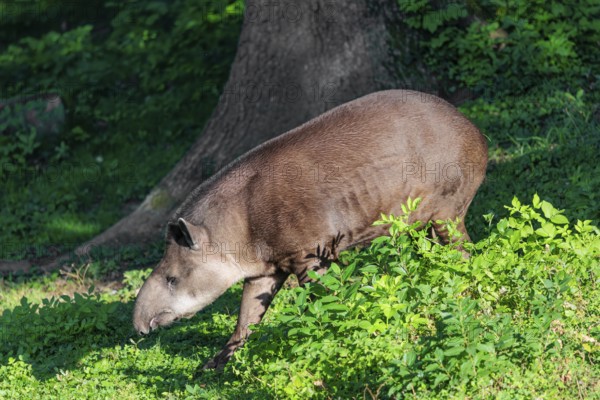 A South American tapir (Tapirus terrestris) runs through the undergrowth at the edge of the forest in search of food. Captive