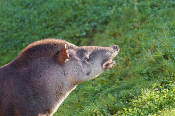 A male South American tapir (Tapirus terrestris) displays flehmen in a clearing. Captive