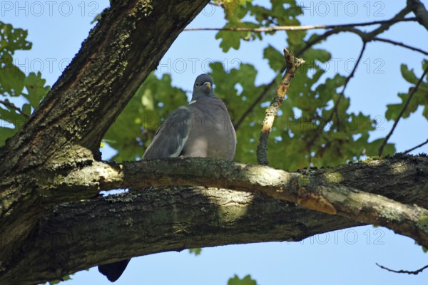A wood pigeon sits on a branch, surrounded by leaves and blue sky, Braunschweig, Lower Saxony, Germany