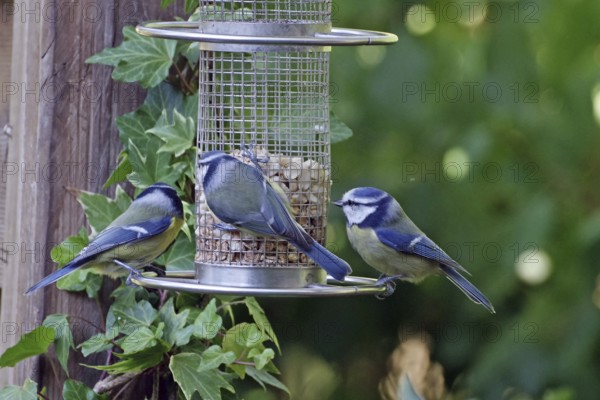 Three great tits at a feeding place in the garden, surrounded by ivy, Braunschweig, Lower Saxony, Germany