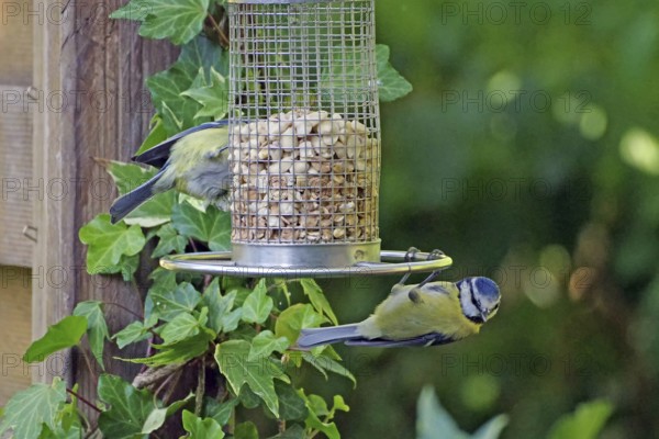 A blue tit hangs out at a feeding place surrounded by ivy in the garden, Braunschweig, Lower Saxony, Germany