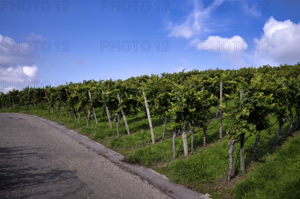 Path, road, through vineyard, vines, vineyards, viticulture, Stuttgart, Baden-Württemberg, Germany