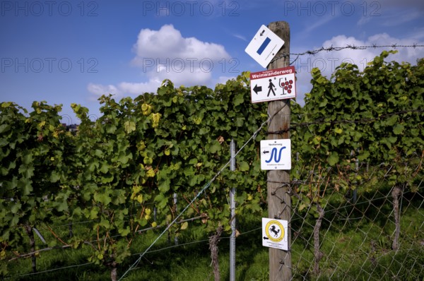 Signposts, hiking trails, wine hiking trail, Neckarweg, vineyard, vines, viticulture, Stuttgart, Baden-Württemberg, Germany