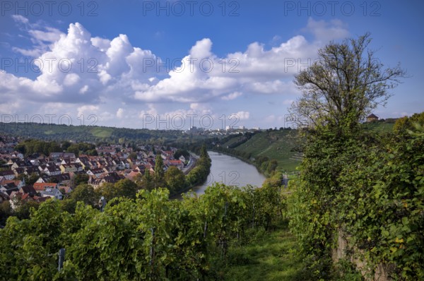 Neckar river loops along vineyard, vines, grapevines, wine growing, district Münster, Freiberg, Stuttgart, Baden-Württemberg, Germany