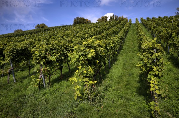 Vineyard, Vines, Vineyards, Viticulture, Stuttgart, Baden-Württemberg, Germany