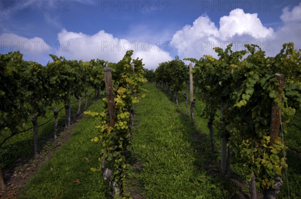 Vineyard, Vines, Vineyards, Viticulture, Stuttgart, Baden-Württemberg, Germany