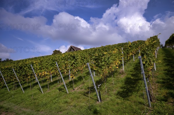 Vineyard, Vines, Vineyards, Viticulture, Stuttgart, Baden-Württemberg, Germany