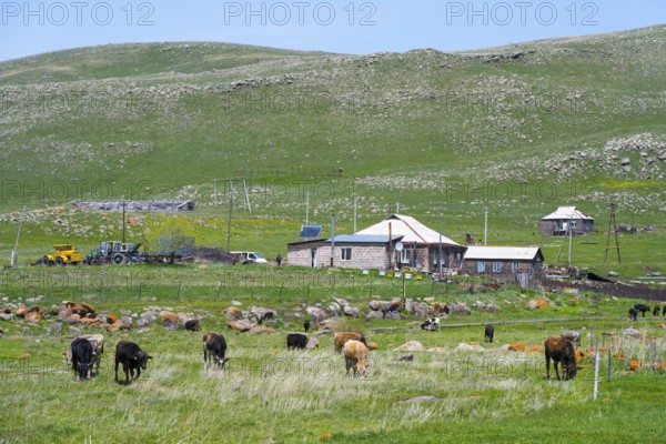 Cows grazing on a pasture in front of a farmhouse with green hills in the background, Zorakert, Lake Arpi, Shirak Province, Armenia