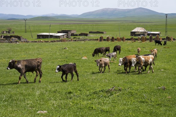 A group of young cattle moves across a wide green pasture with hills and scattered buildings, old cemetery, Aghvorik, Shirak province, Armenia