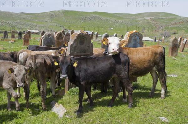 Cows and calves gather on a green meadow with old gravestones behind them, old cemetery, Aghvorik, Shirak province, Armenia