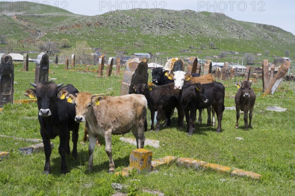 A group of cattle stands in a meadow in front of old gravestones with green hills in the background, old cemetery, Aghvorik, Shirak province, Armenia