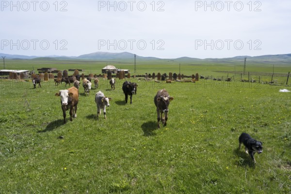 A herd of cattle with a dog walks across a wide green meadow in front of rolling hills, old cemetery, Aghvorik, Shirak province, Armenia
