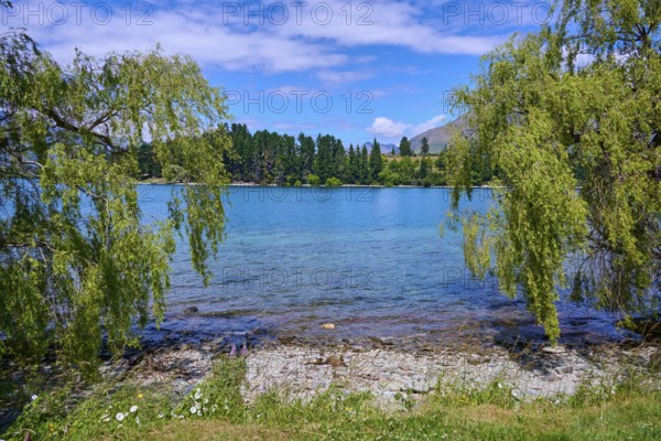 View of a lake entrance with overhanging willow trees and blue sky, Queenstown, Queenstown-Lakes District, Otago, South Island, New Zealand