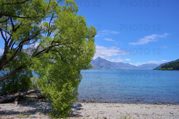 Peaceful view of a lake with a tree in the foreground and mountains in the background, Queenstown, Queenstown-Lakes District, Otago, South Island, New Zealand