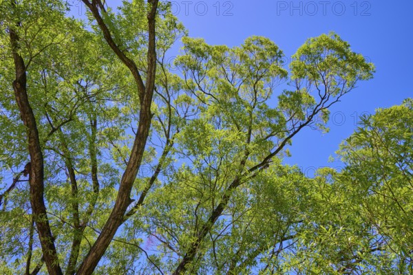 Treetops from below with bright green foliage against a blue sky, Queenstown, Queenstown-Lakes District, Otago, South Island, New Zealand
