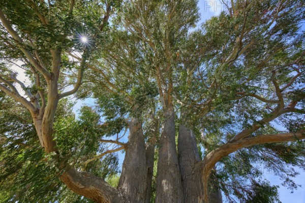 Tall tree peppermint eucalyptus (Eucalyptus radiata), with dense foliage, sunlight shimmering through the canopy, Kingston, Queenstown-Lakes District, Otago, South Island, New Zealand