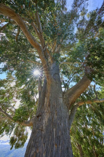 Tall tree peppermint eucalyptus (Eucalyptus radiata), with broad trunk and dense branches, sun rays breaking through the foliage, Kingston, Queenstown-Lakes District, Otago, South Island, New Zealand