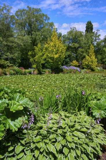 Lively garden scene with water lilies and lush plant life around the pond, Queenstown, Queenstown-Lakes District, Otago, South Island, New Zealand