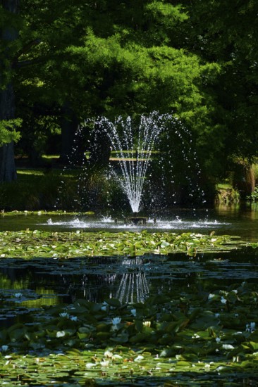 Fountain in a pond with bubbling water, surrounded by water lilies and green trees, Queenstown, Queenstown-Lakes District, Otago, South Island, New Zealand
