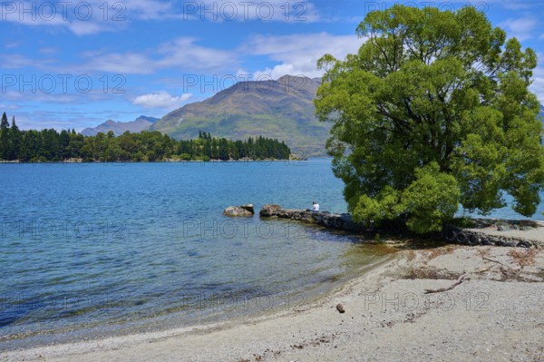 Tranquil seascape with a tree on a small island and mountain backdrop, Queenstown, Queenstown-Lakes District, Otago, South Island, New Zealand