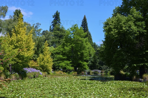 Idyllic garden pond with water lilies and stone bridge in the background, Queenstown, Queenstown-Lakes District, Otago, South Island, New Zealand